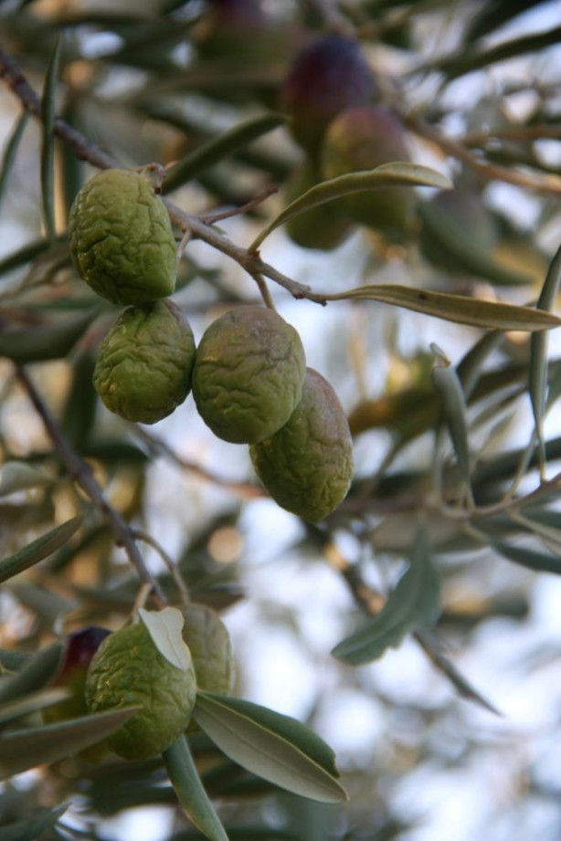 Foto - Son yıllarda böylesi olmamıştı! Zeytin ve zeytinyağı üretimine büyük darbe