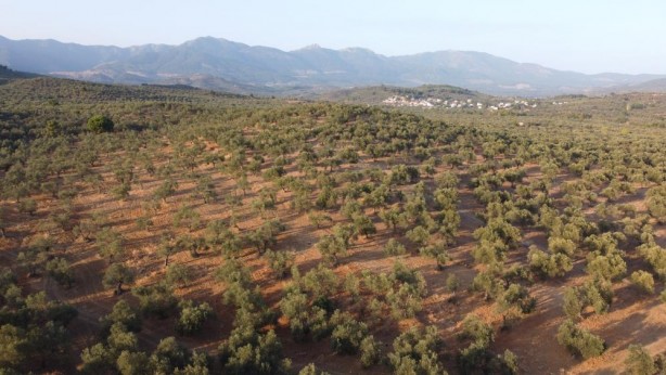 Foto - Son yıllarda böylesi olmamıştı! Zeytin ve zeytinyağı üretimine büyük darbe