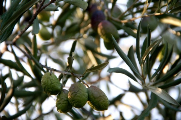 Foto - Son yıllarda böylesi olmamıştı! Zeytin ve zeytinyağı üretimine büyük darbe