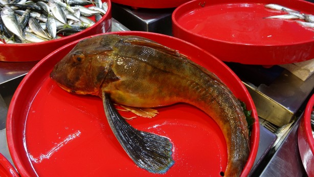 Foto - Son yıllarda hiç böyle olmamıştı! Denize açılan balıkçılar şaşkın