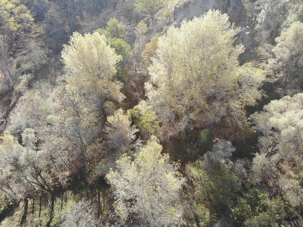 Foto - Sonbahar güzelliği havadan görüntülendi