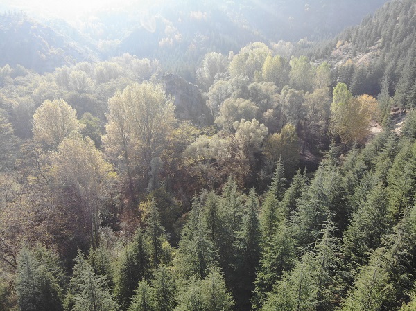 Foto - Sonbahar güzelliği havadan görüntülendi