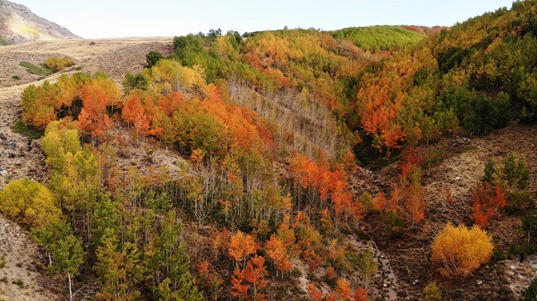 Foto - Sonbahar güzelliği mest etti! Dünyanın diğer ucu değil Türkiye
