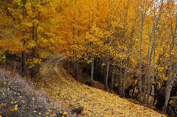 Sonbahar renkleri mest ediyor