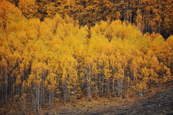 Foto - Sonbahar renkleri mest ediyor