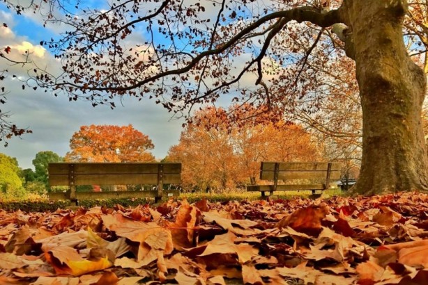 Foto - Sonbahar yorgunluğuna iyi gelen şifalı bitkiler