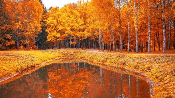 Foto - Sonbahar yorgunluğuna iyi gelen şifalı bitkiler