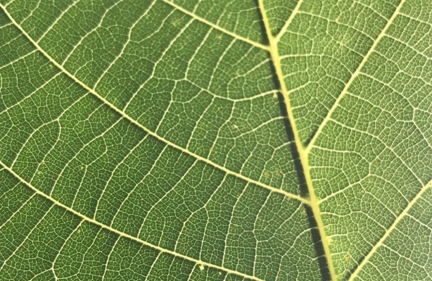 Foto - Sonbahar yorgunluğuna iyi gelen şifalı bitkiler