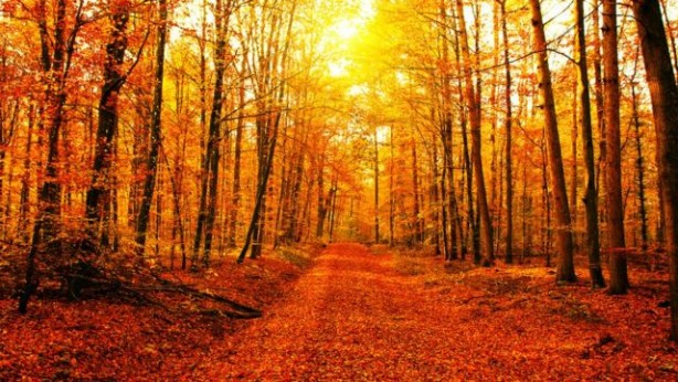 Foto - Sonbahar yorgunluğuna iyi gelen şifalı bitkiler