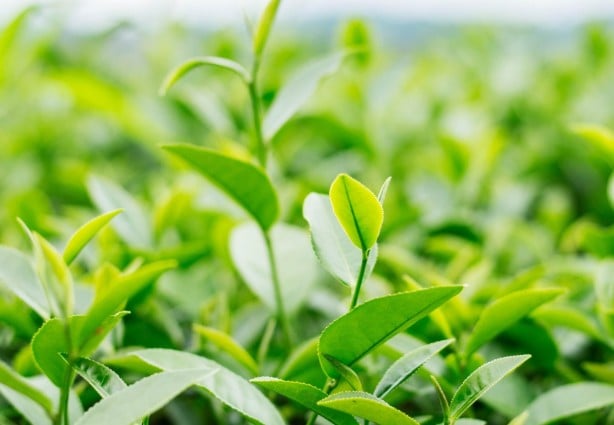 Foto - Sonbahar yorgunluğuna iyi gelen şifalı bitkiler