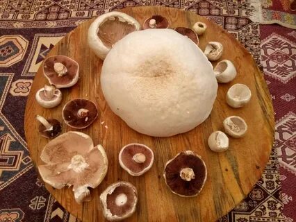 Foto - Sonbahar’da gelen ölümcül tehlike bu mantarlara aldanmayın!