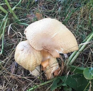 Foto - Sonbahar’da gelen ölümcül tehlike bu mantarlara aldanmayın!