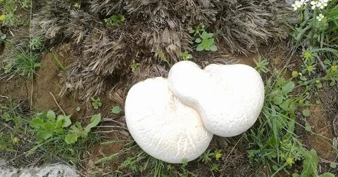 Foto - Sonbahar’da gelen ölümcül tehlike bu mantarlara aldanmayın!