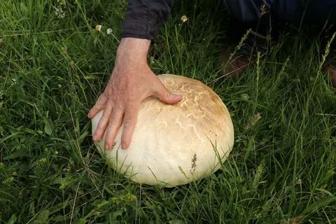 Foto - Sonbahar’da gelen ölümcül tehlike bu mantarlara aldanmayın!