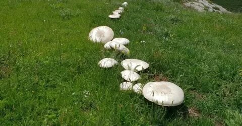 Sonbahar’da gelen ölümcül tehlike bu mantarlara aldanmayın!