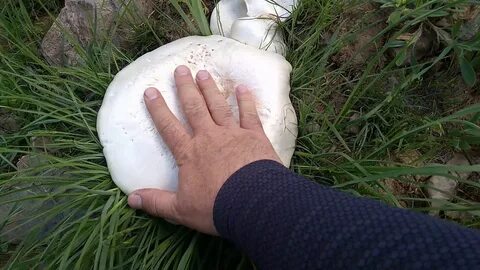 Foto - Sonbahar’da gelen ölümcül tehlike bu mantarlara aldanmayın!