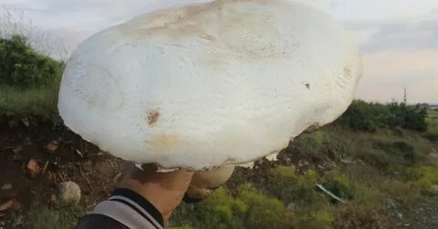 Foto - Sonbahar’da gelen ölümcül tehlike bu mantarlara aldanmayın!