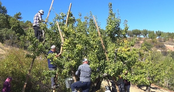 Foto - Sonbaharda toplanıyor, kışın satılıyor
