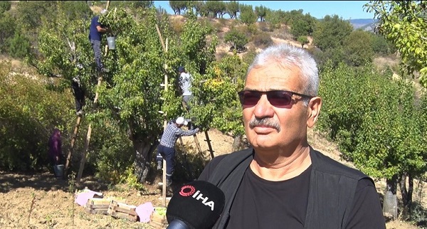 Foto - Sonbaharda toplanıyor, kışın satılıyor