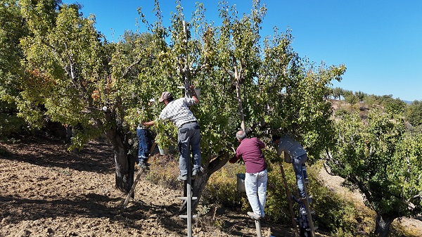 Sonbaharda toplanıyor, kışın satılıyor