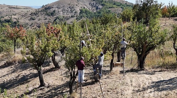 Foto - Sonbaharda toplanıyor, kışın satılıyor