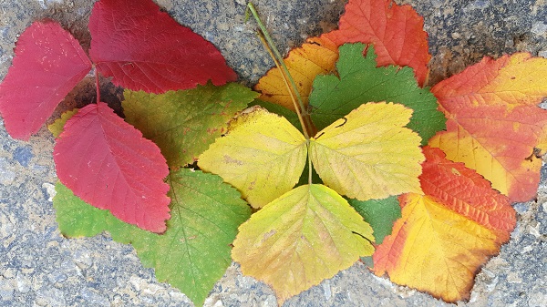 Foto - Sonbaharın en güzel hali