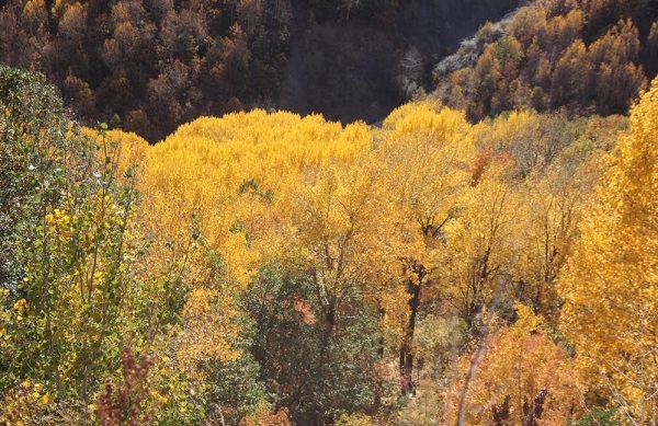 Foto - Sonbaharın mest eden tonları
