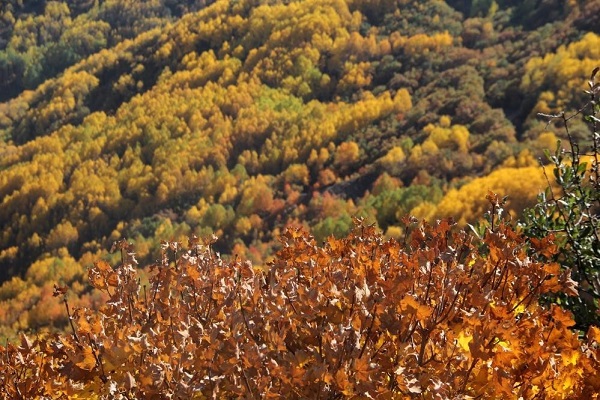 Foto - Sonbaharın mest eden tonları