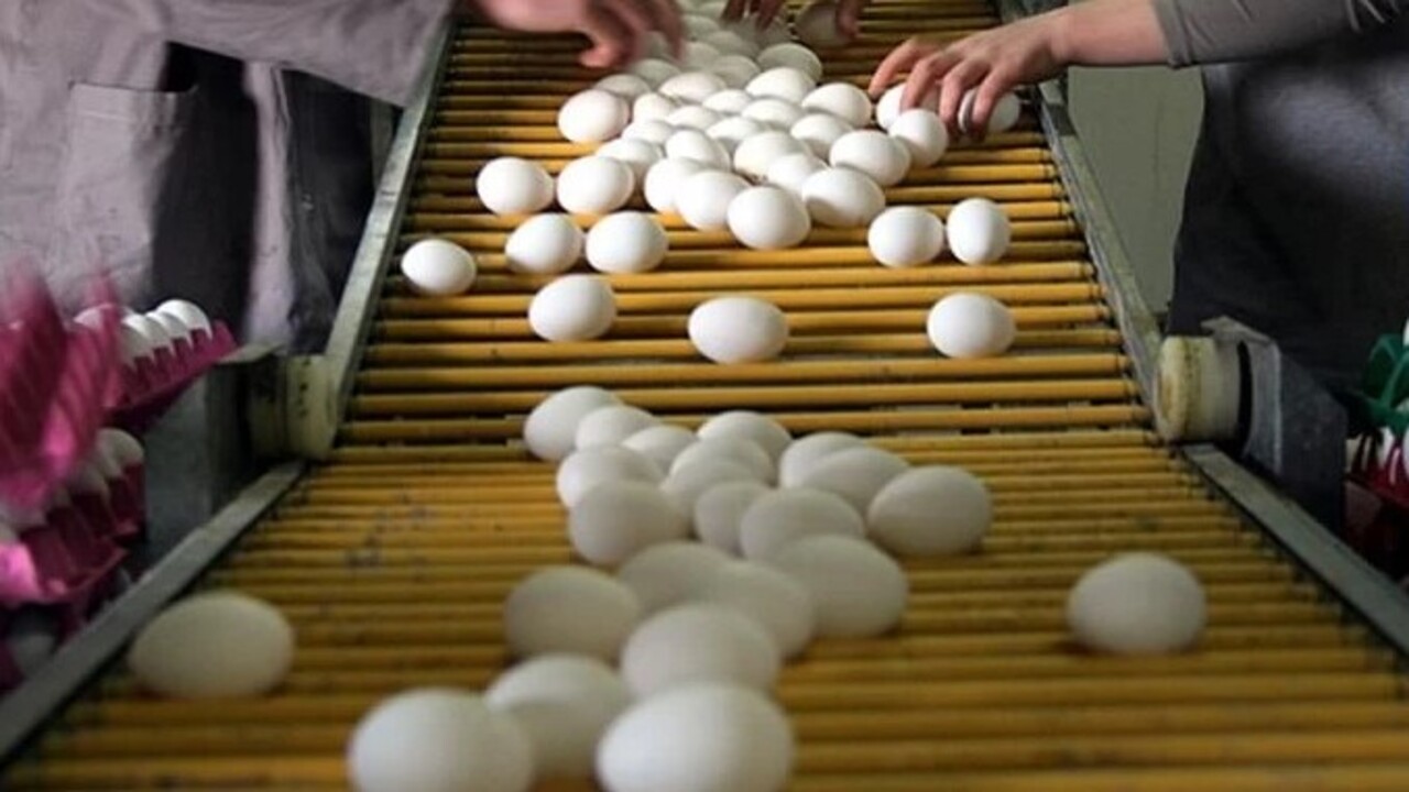 Foto - Sonuca çok şaşıracaksınız! Yumurtayla ilgili ilginç gerçek açıklandı