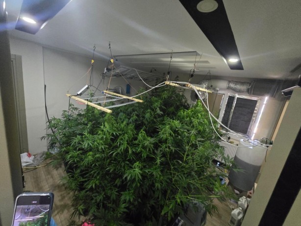 Foto - Sonunda bunu da gördük! Uyuşturucu serası kurdular