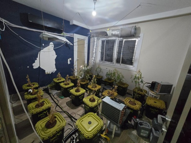 Foto - Sonunda bunu da gördük! Uyuşturucu serası kurdular