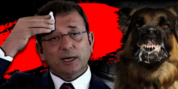 Sorumsuz İBB! Başıboş köpek saldırısında İBB’ye sorumsuzluk cezası