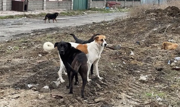 Foto - Sorumsuz İBB! Başıboş köpek saldırısında İBB’ye sorumsuzluk cezası