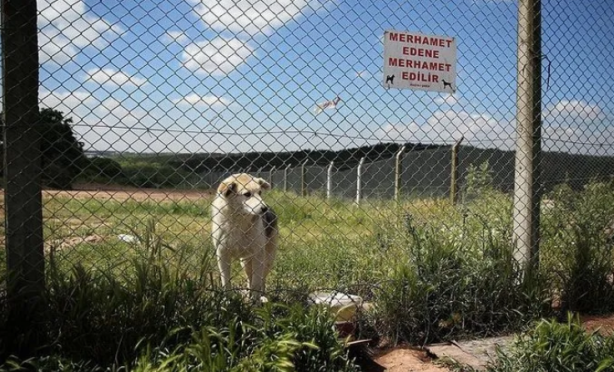 Foto - Sorumsuz İBB! Başıboş köpek saldırısında İBB’ye sorumsuzluk cezası