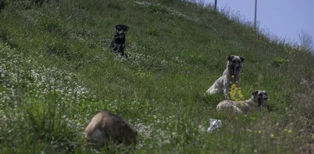 Foto - Sorumsuz İBB! Başıboş köpek saldırısında İBB’ye sorumsuzluk cezası