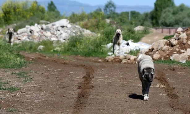 Foto - Sorumsuz İBB! Başıboş köpek saldırısında İBB’ye sorumsuzluk cezası