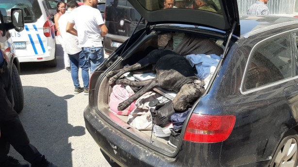 Foto - Sorumsuzluk can aldı! Sıcakta araçta bıraktıkları köpek öldü