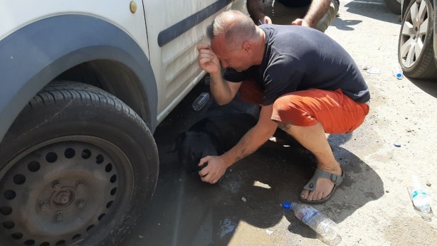 Foto - Sorumsuzluk can aldı! Sıcakta araçta bıraktıkları köpek öldü