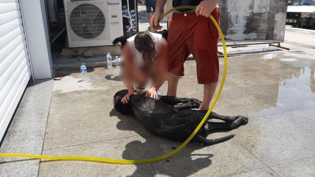 Foto - Sorumsuzluk can aldı! Sıcakta araçta bıraktıkları köpek öldü