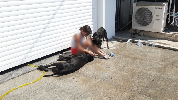 Foto - Sorumsuzluk can aldı! Sıcakta araçta bıraktıkları köpek öldü