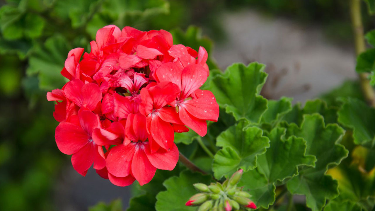 Foto - Sorun çok büyük olabilir! Çiçek açmayan sardunyaların ardındaki 5 neden
