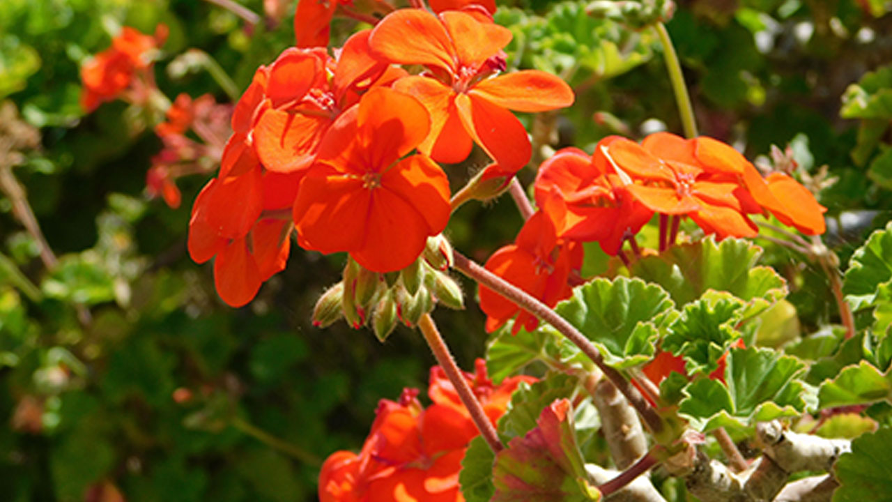 Foto - Sorun çok büyük olabilir! Çiçek açmayan sardunyaların ardındaki 5 neden