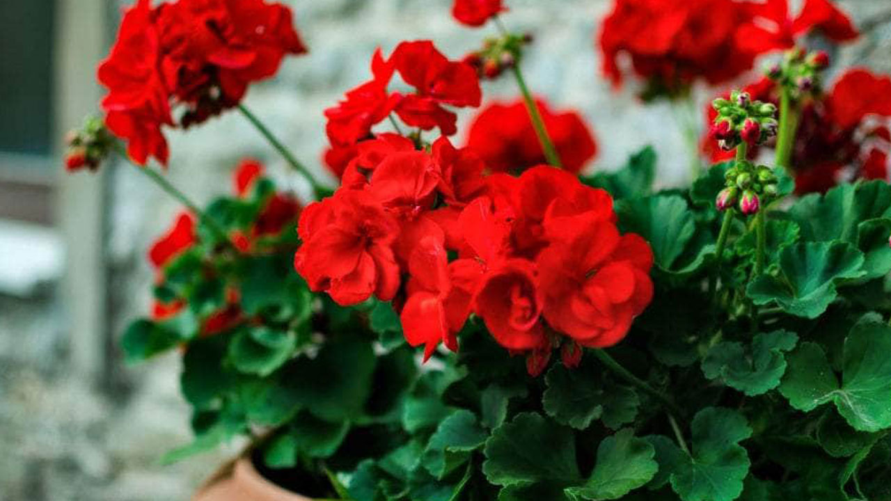 Foto - Sorun çok büyük olabilir! Çiçek açmayan sardunyaların ardındaki 5 neden