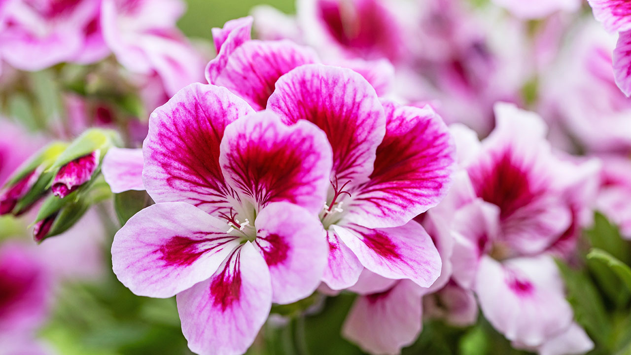 Foto - Sorun çok büyük olabilir! Çiçek açmayan sardunyaların ardındaki 5 neden