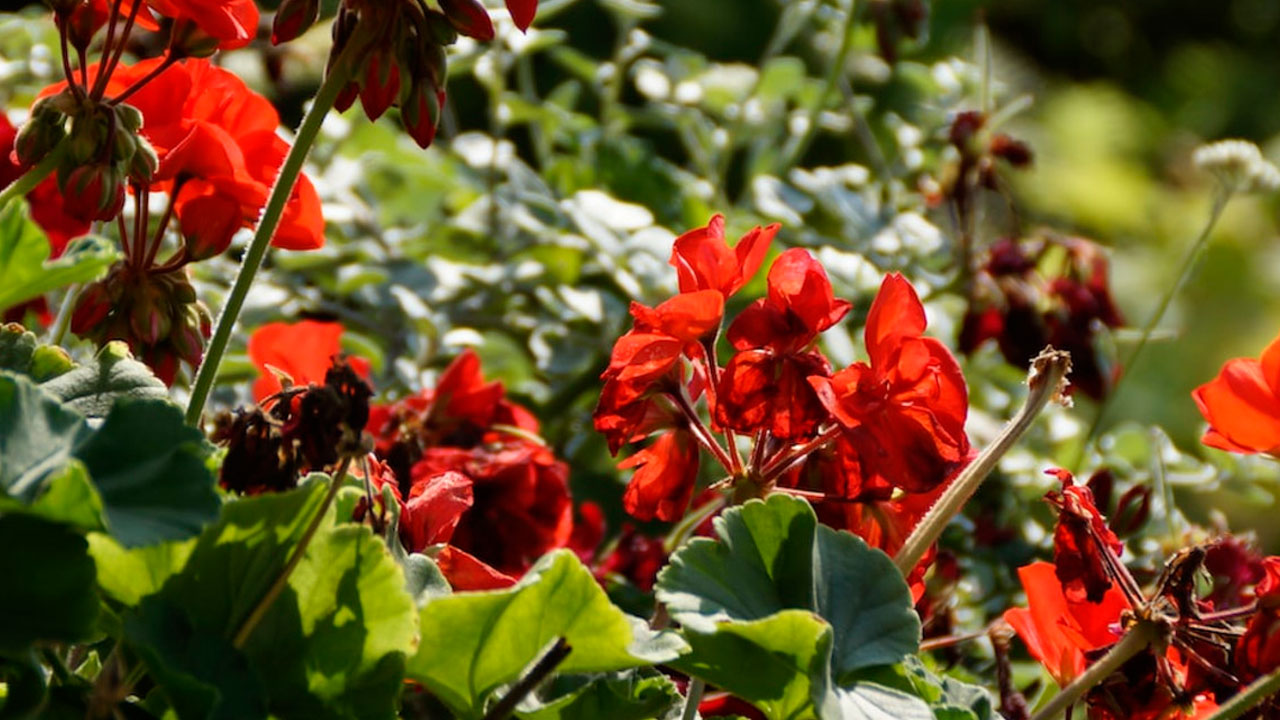 Sorun çok büyük olabilir! Çiçek açmayan sardunyaların ardındaki 5 neden
