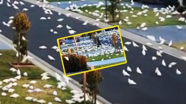 Foto - Sosyal medya ayağa kaldıran 3 başlı yılan olayı! Gerçeği görenler şok oldu