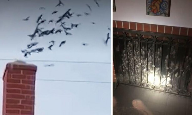 Foto - Sosyal medya ayağa kaldıran 3 başlı yılan olayı! Gerçeği görenler şok oldu