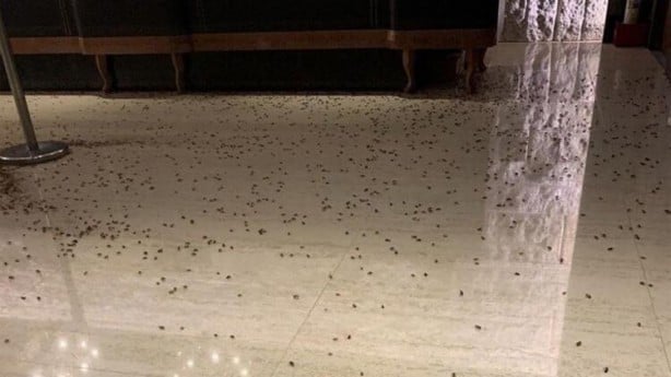 Foto - Sosyal medya ayağa kaldıran 3 başlı yılan olayı! Gerçeği görenler şok oldu
