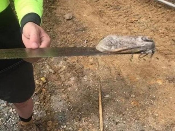 Foto - Sosyal medya ayağa kaldıran 3 başlı yılan olayı! Gerçeği görenler şok oldu