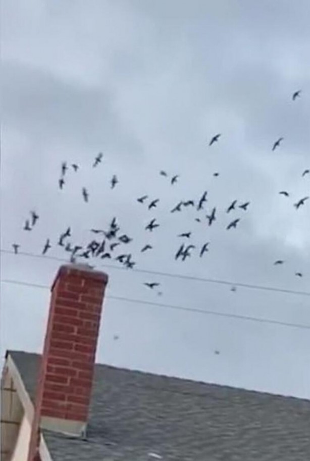 Foto - Sosyal medya ayağa kaldıran 3 başlı yılan olayı! Gerçeği görenler şok oldu